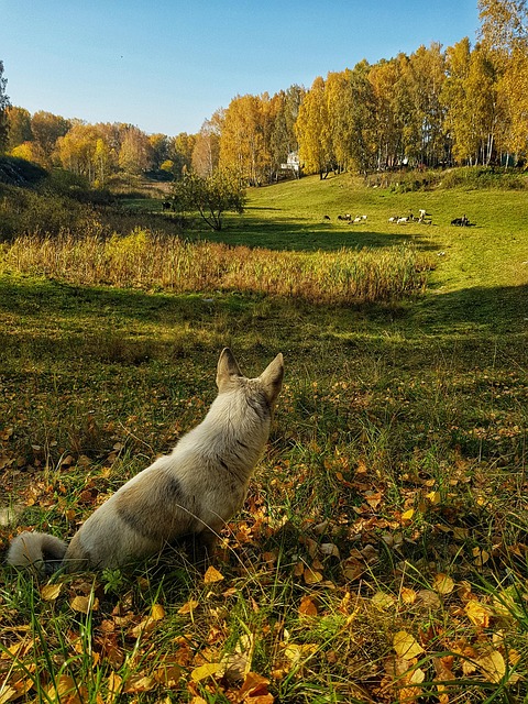 chien fugue en promenade